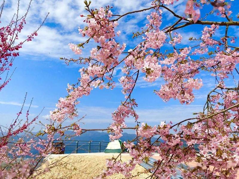 浙江桐浦凤凰樱花谷6.jpeg