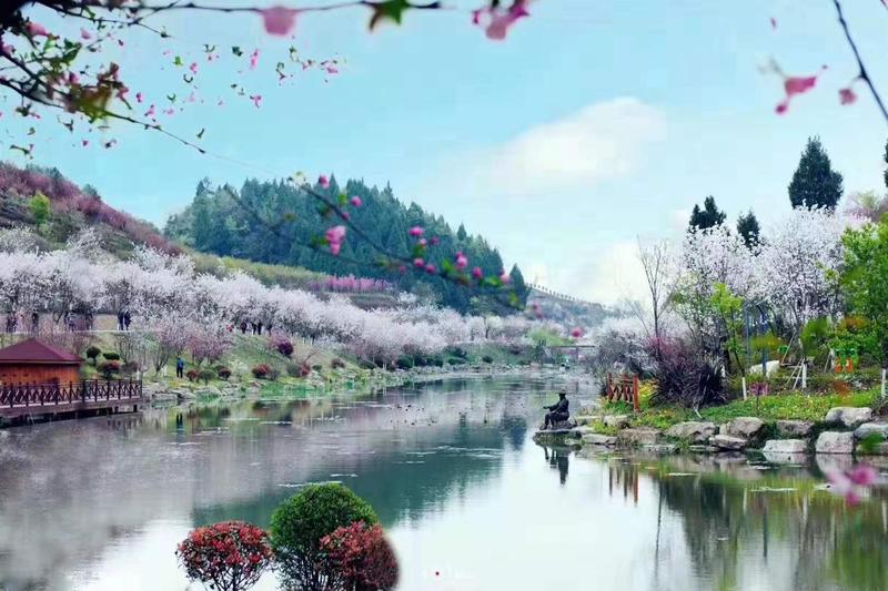 浙江桐浦凤凰樱花谷10.jpeg