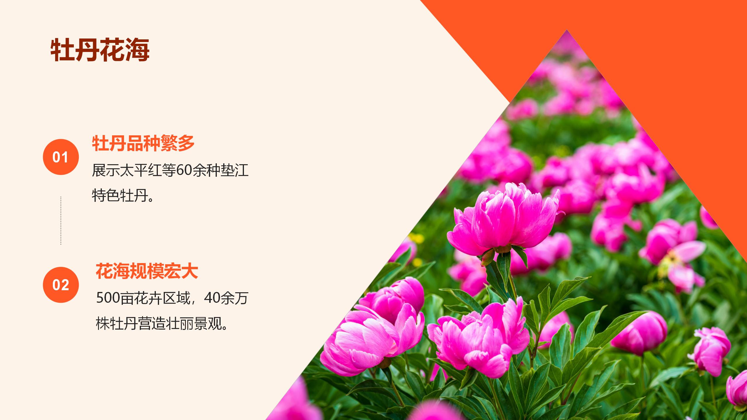 牡丹乡水乡文旅项目介绍(1)_02.jpg