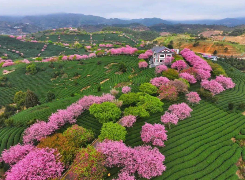 五福花田风景区.png