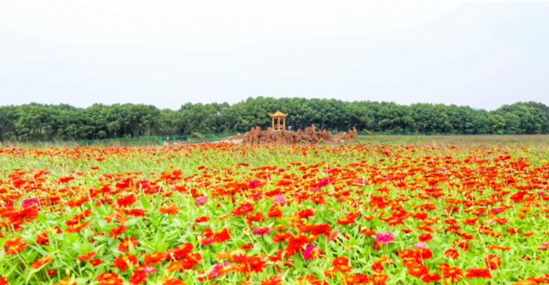 五福花田风景区4.png